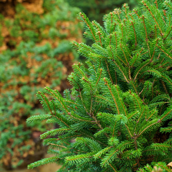 Nigra Compacta Oriental Spruce