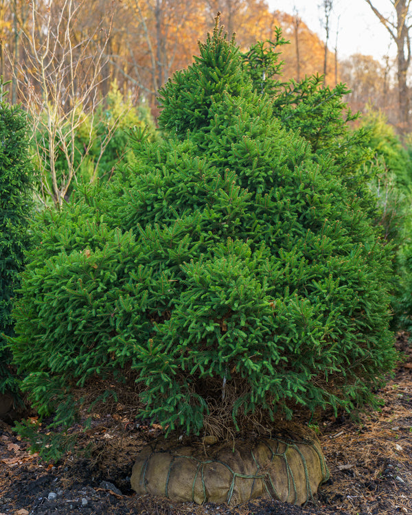 Nigra Compacta Oriental Spruce