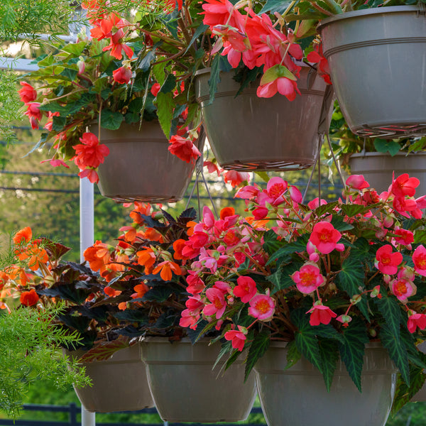 Nonstop & Illumination Begonia Hanging Basket