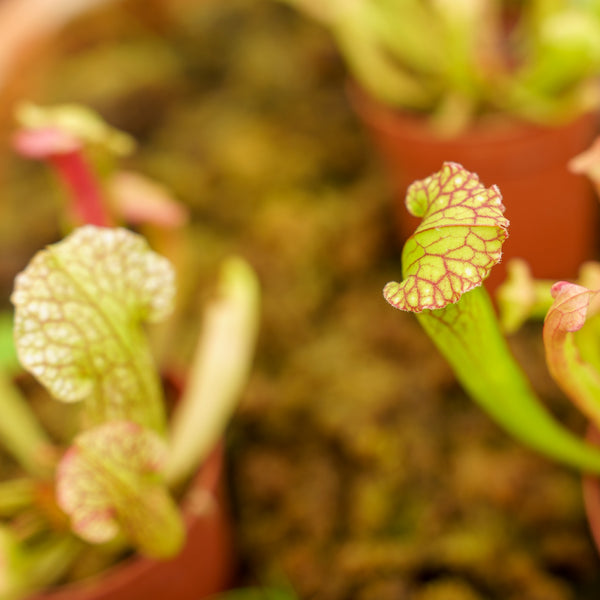 North American Pitcher Plant