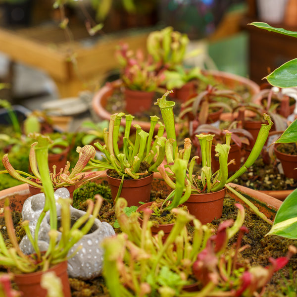 North American Pitcher Plant