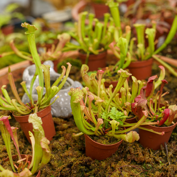 North American Pitcher Plant