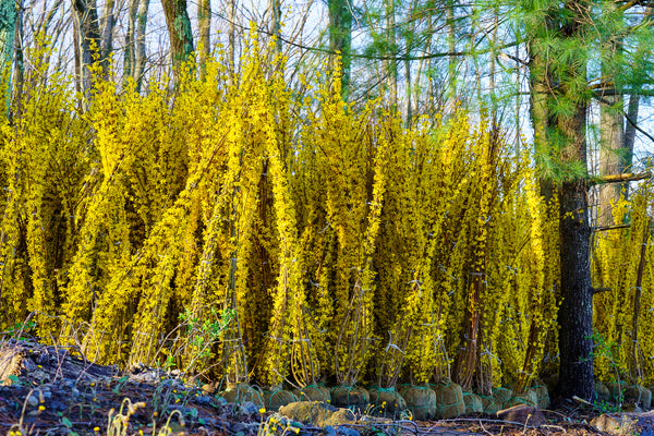 Northern Gold Forsythia - Forsythia - Shrubs