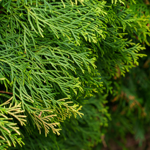 Northern Spire Western Red Cedar