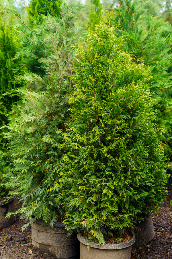 Northern Spire Western Red Cedar