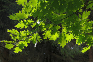 Northern Red Oak Leaves