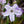 Load image into Gallery viewer, Oakington Blue Eyes Creeping Phlox
