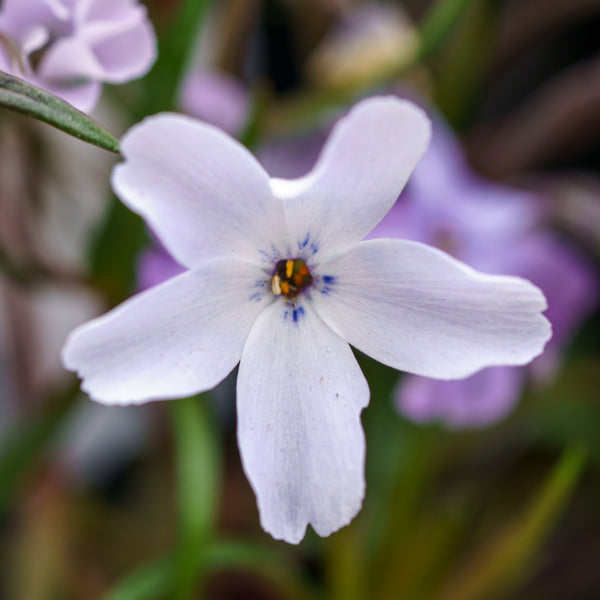 Oakington Blue Eyes Creeping Phlox