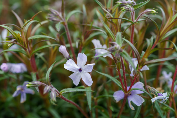 Oakington Blue Eyes Creeping Phlox