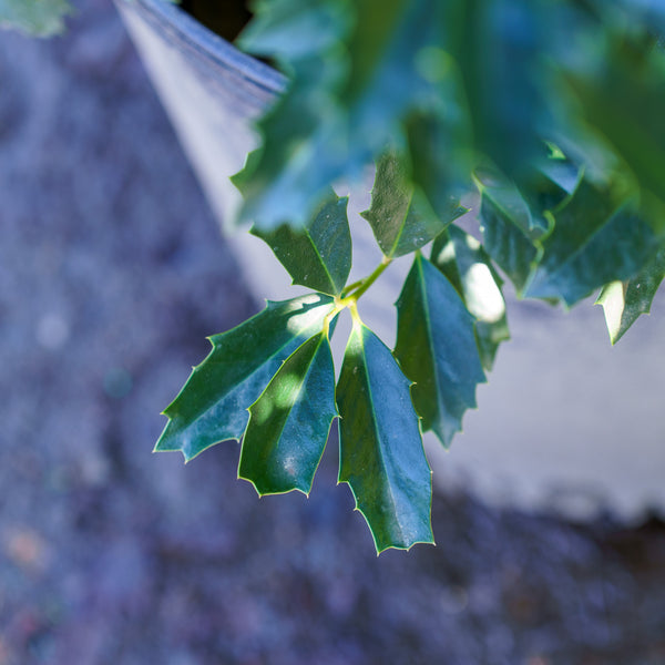 Oakleaf Red Holly