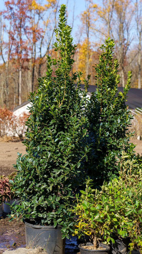 Oakleaf Red Holly