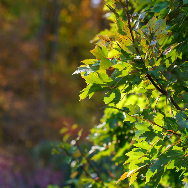 October Glory Red Maple