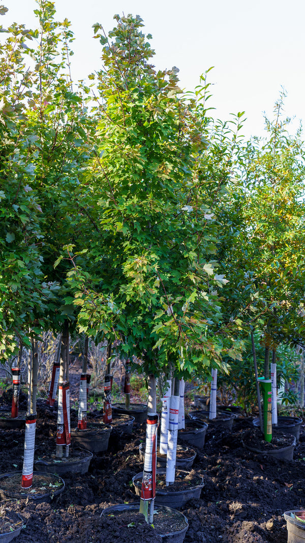 October Glory Red Maple