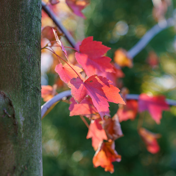 October Glory Red Maple