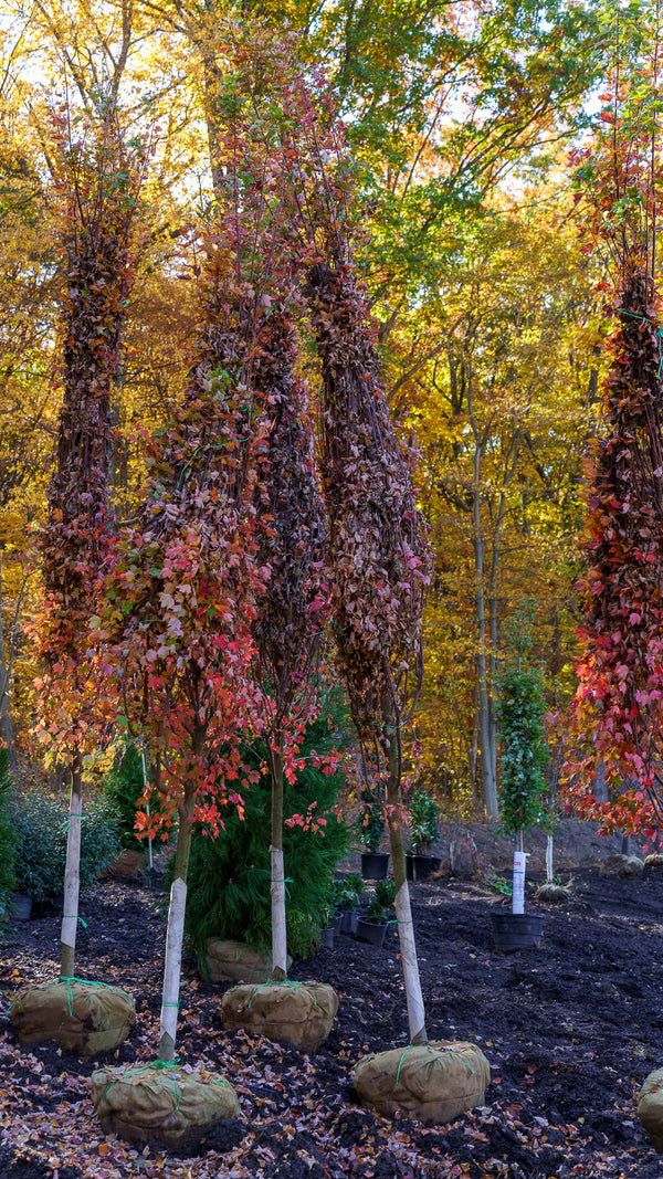 October Glory Red Maple