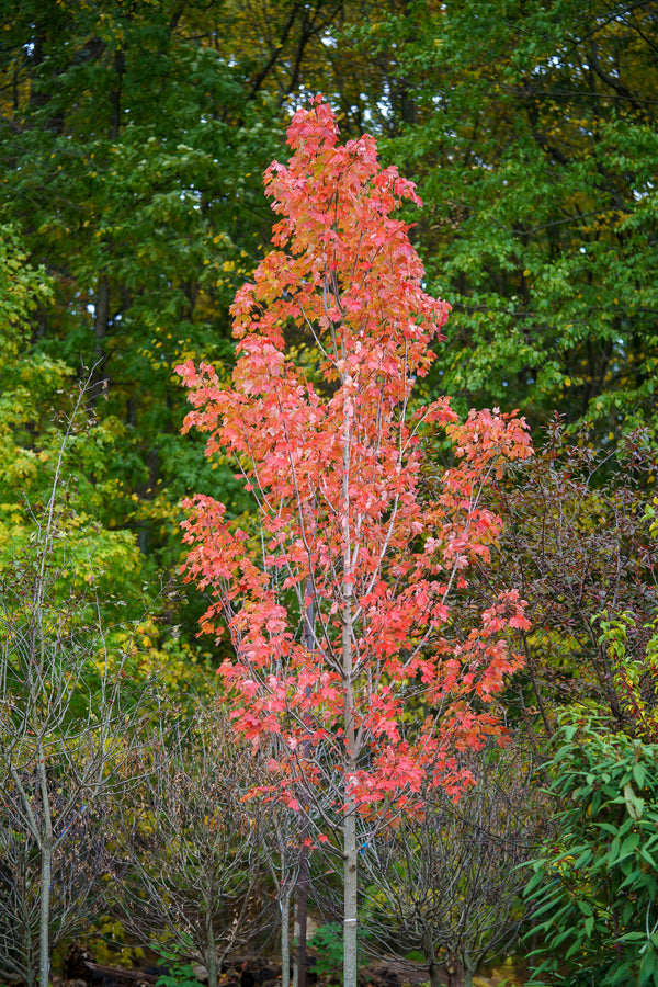 October Glory Red Maple - Maple - Shade Trees