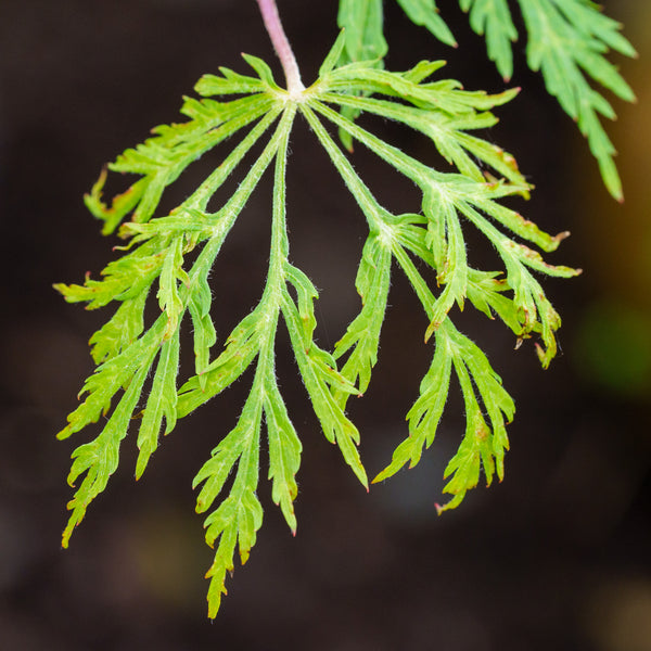 Oregon Fern Full Moon Japanese Maple - Japanese Maple - Japanese Maples