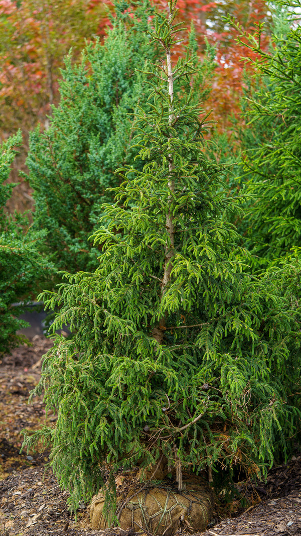 Oriental Spruce