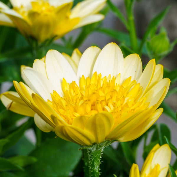 Bright Lights Moonglow African Daisy - Early Spring Other Perennials - Perennials