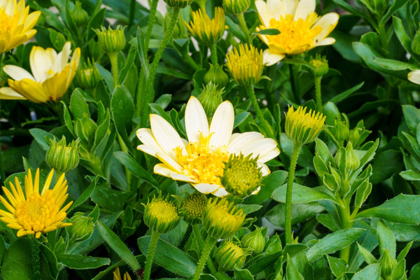 Bright Lights Moonglow African Daisy - Early Spring Other Perennials - Perennials