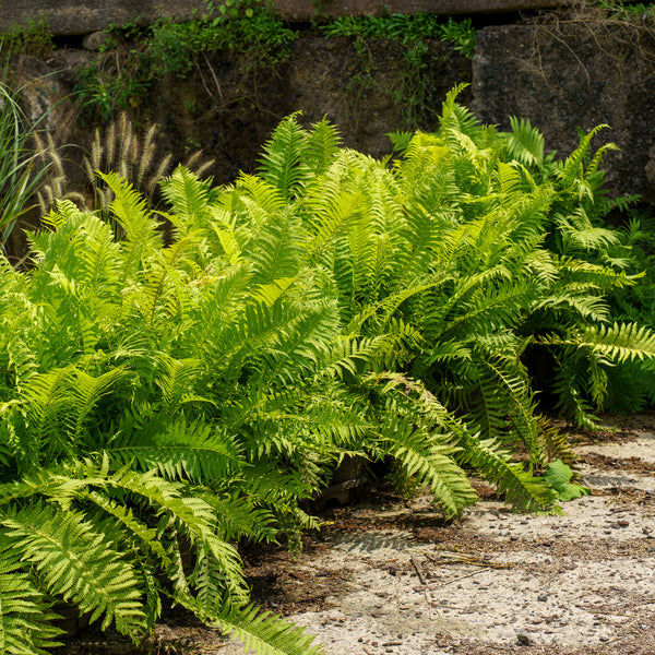 Ostrich Fern