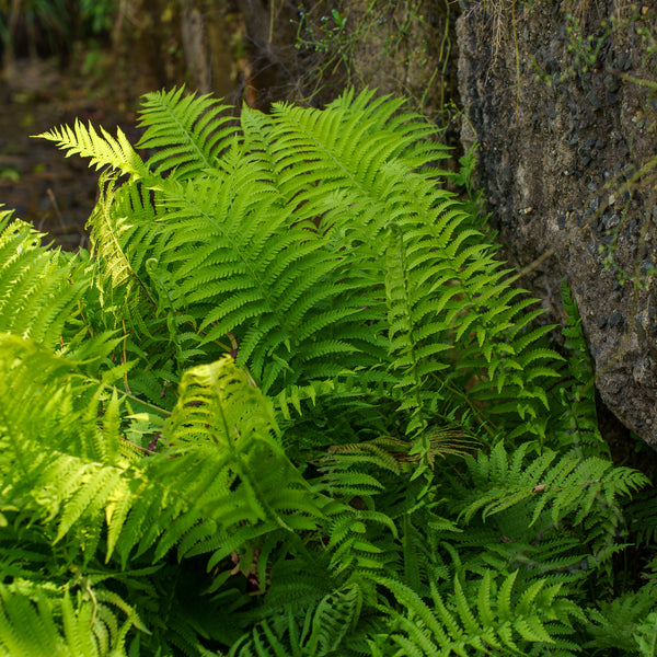 Ostrich Fern