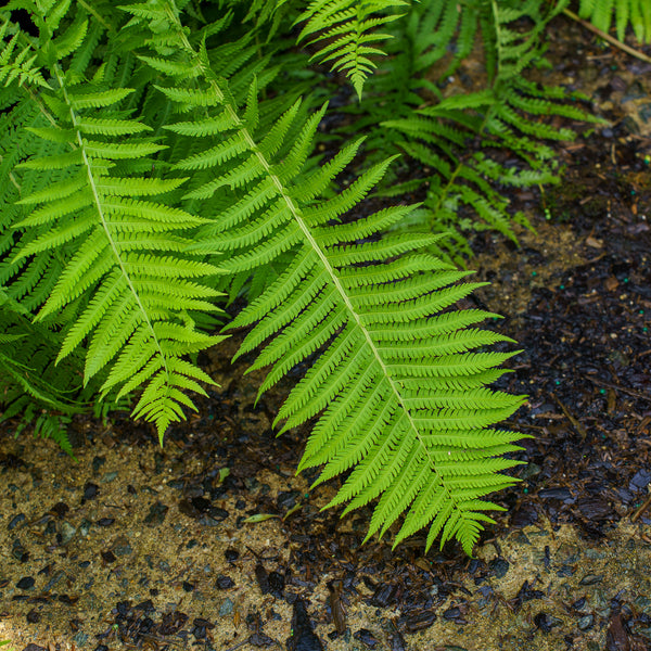 Ostrich Fern