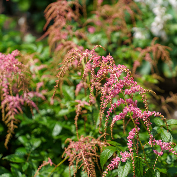 Ostrich Plume False Spirea