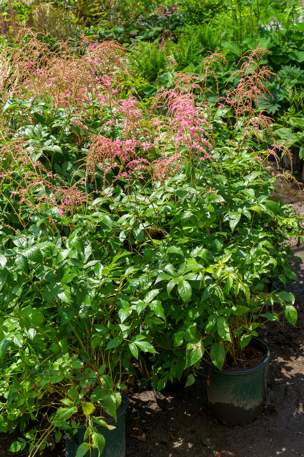 Ostrich Plume False Spirea