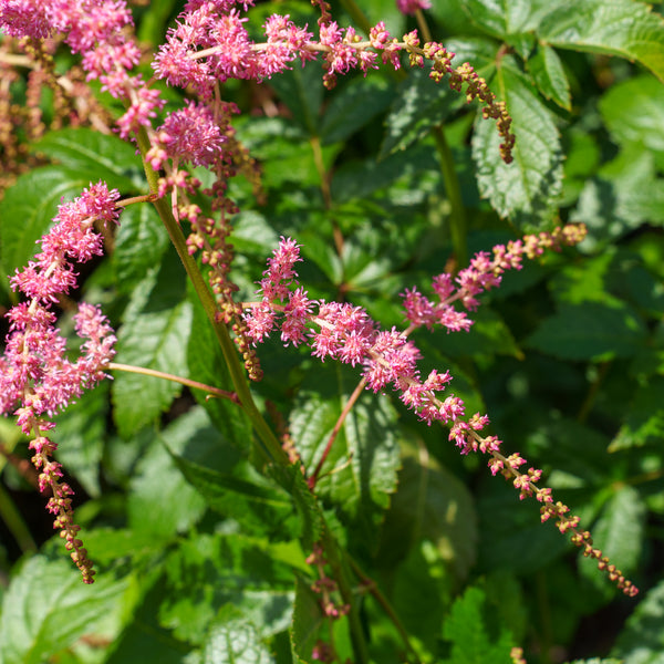 Ostrich Plume False Spirea