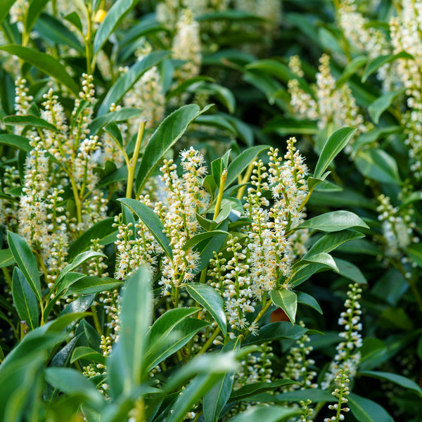 Otto Luyken Cherry Laurel