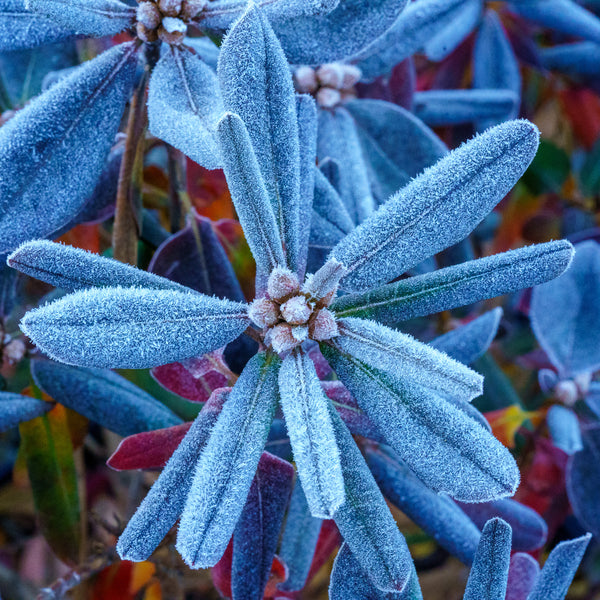 P.J.M. Rhododendron - Rhododendron - Shrubs