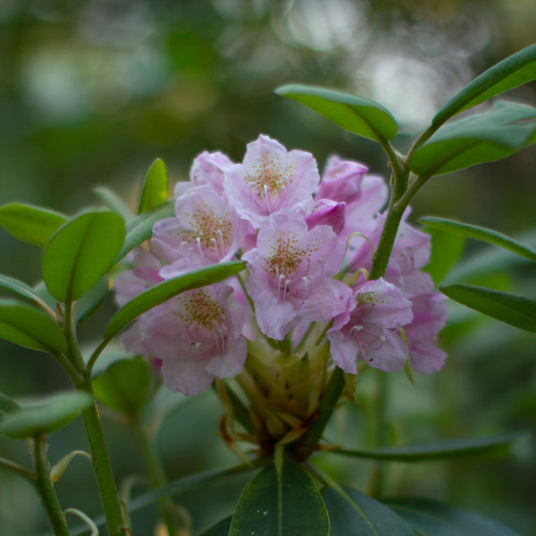 P.J.M. Rhododendron - Rhododendron - Shrubs