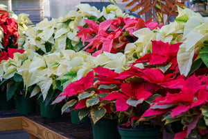 Poinsettia - Other Houseplants - Houseplants