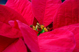 Poinsettia Macro