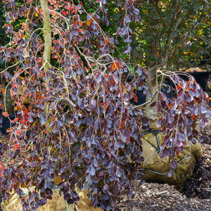 Purple Fountain Beech - Beech - Shade Trees