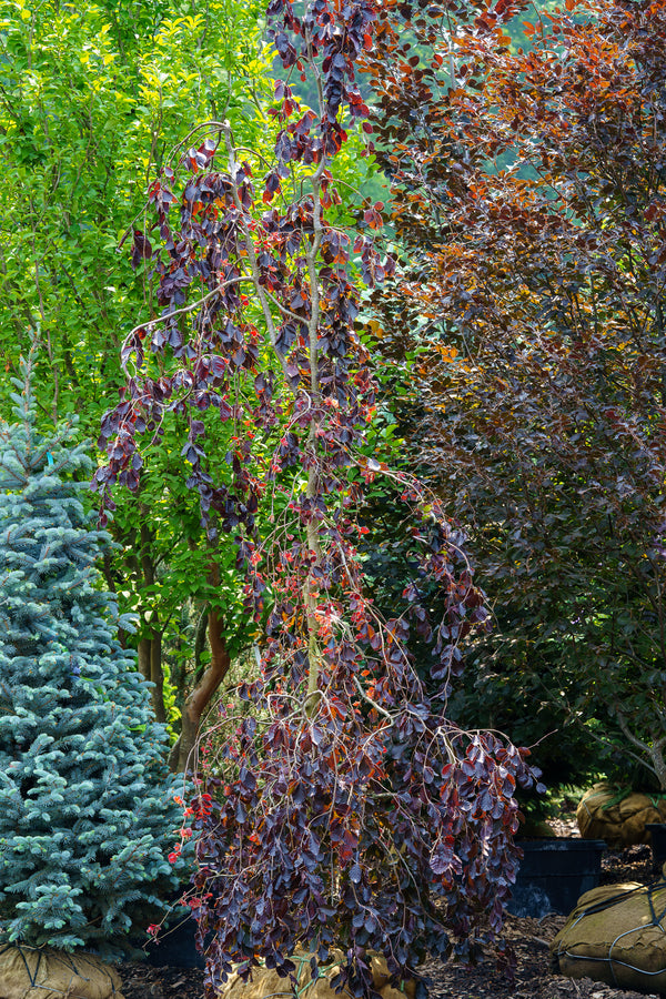 Purple Fountain Beech - Beech - Shade Trees