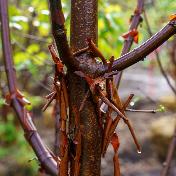 Paperbark Maple