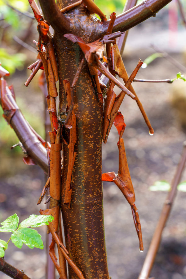 Paperbark Maple