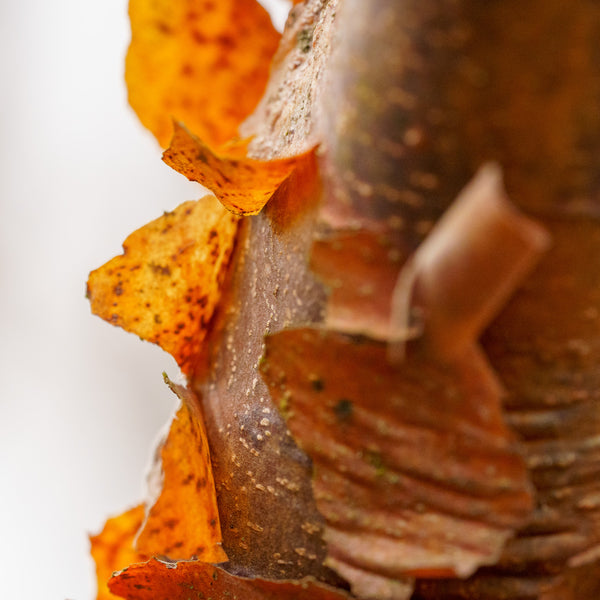 Paperbark Maple - Maple - Shade Trees