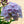 Load image into Gallery viewer, Party Girl Phlox
