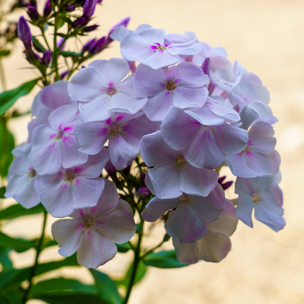 Party Girl Phlox