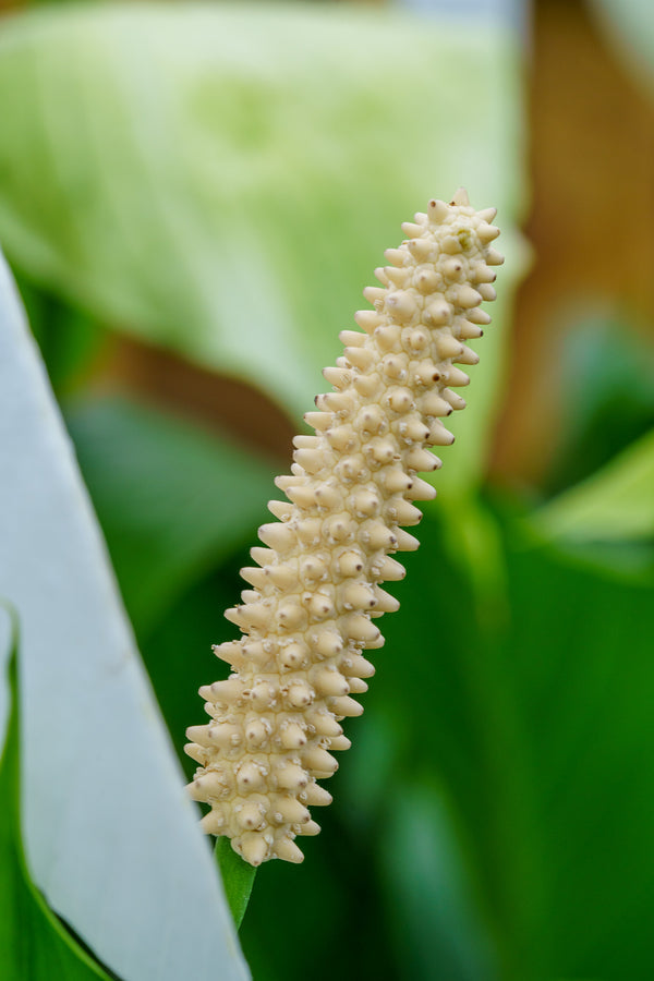 Peacy Lily - Other Houseplants - Houseplants