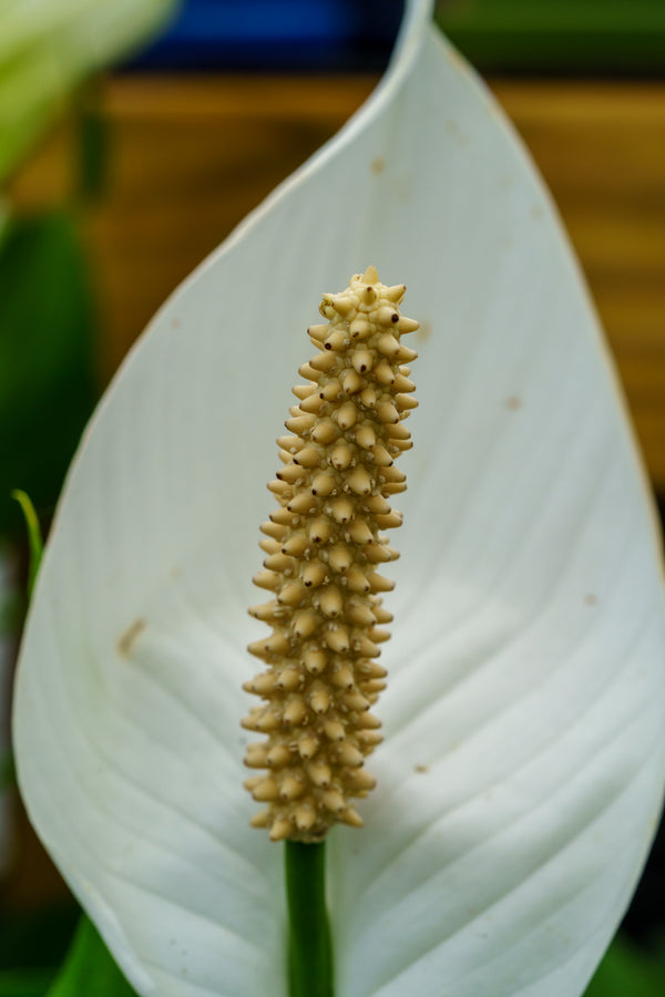 Peacy Lily - Other Houseplants - Houseplants