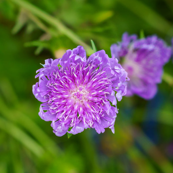 Peachie's Pick Stokes' Aster