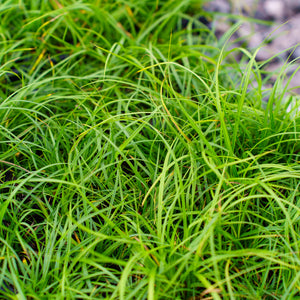 Pennsylvania Sedge - Grasses - Perennials