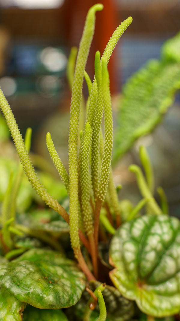 Peperomia Burbella