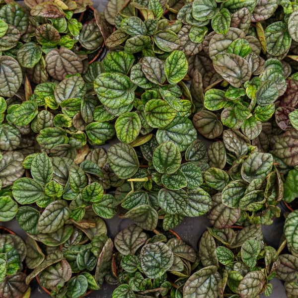 Peperomia Burbella