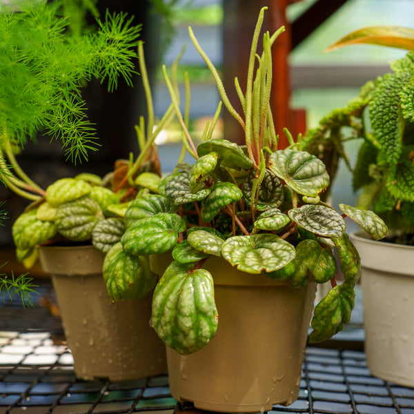 Peperomia Burbella