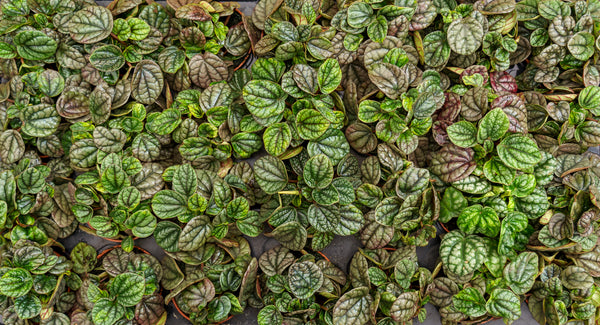 Peperomia Burbella